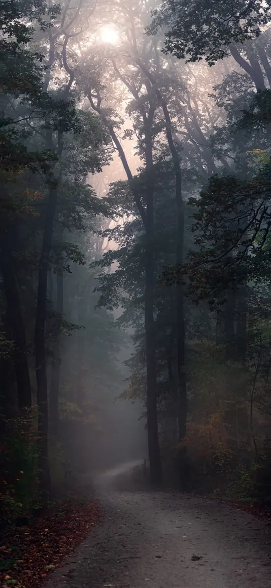Nebelwald