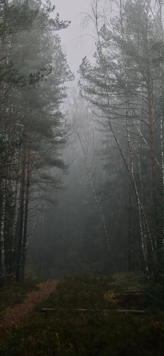 Nebelwald
